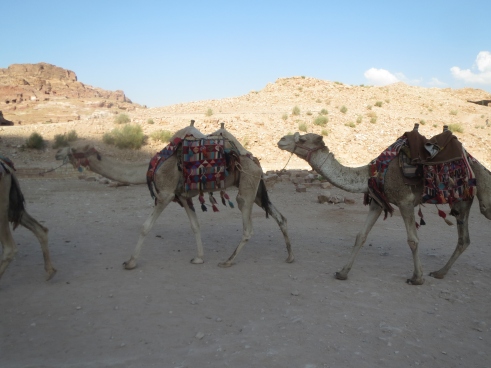 Diese armen Kamele leiden - glaube ich - am meinsten unter den dicken Amerikanerinnen ... ja ja, ich weiß schon, 20 SaudiRial in die Chauvi-Kasse ...
